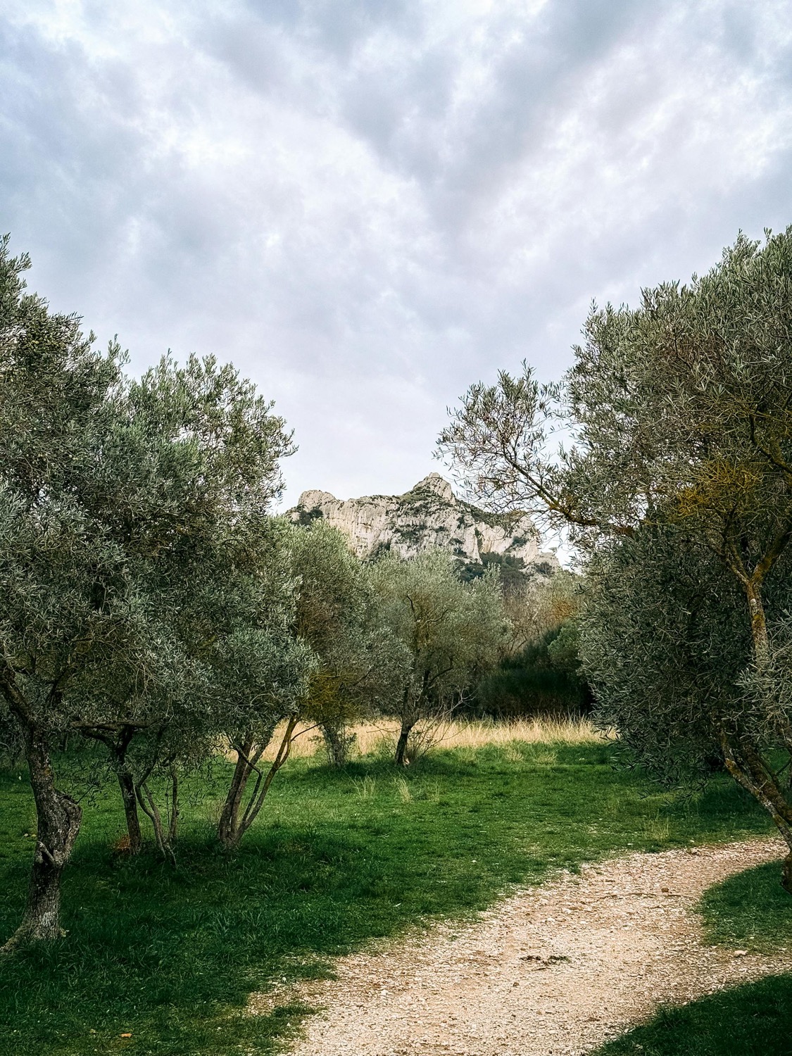 Jardin d'oliviers face aux collines